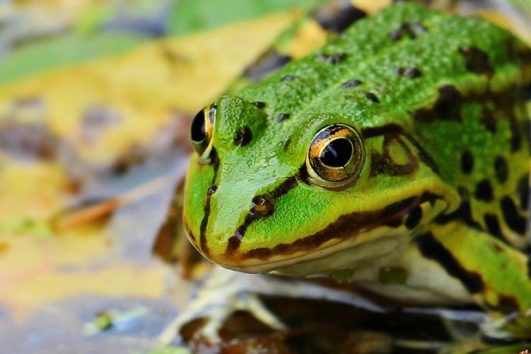 „Staw dla żab” kosztował 1,2 mln zł. RDOŚ zabiera głos, Pixabay