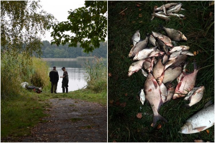 Szambo przedostało się do zbiornika w Orzepowicach. Wyłowiono 100 kg martwych ryb, 