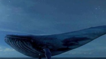 Rybnickie szkoły alarmują przed „Niebieskim wielorybem”. Groźna gra czy medialna panika?