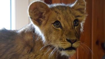 Lwiątko na prywatnej posesji w Rybniku! Zwierzę trafiło do zoo