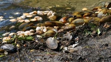 Dziesiątki martwych małży w Zalewie Gzel. Woda jest zanieczyszczona?