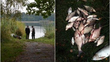 Szambo przedostało się do zbiornika w Orzepowicach. Wyłowiono 100 kg martwych ryb