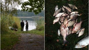 Orzepowice: wyłowiono kilogramy śniętych ryb. Wiadomo, co je zabiło?