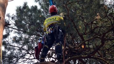 Rybnik: młody spadochroniarz utknął na drzewie