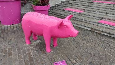 Przed Teatrem Ziemi Rybnickiej stanęła różowa, „ryjkowa” świnka! (wideo)