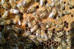 Zgnilec Amerykański atakuje pszczoły!, Rafał Szymura